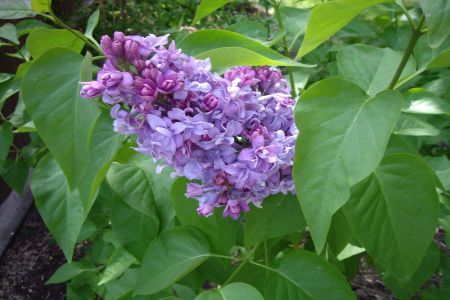 Syringa vulgaris sau liliacul